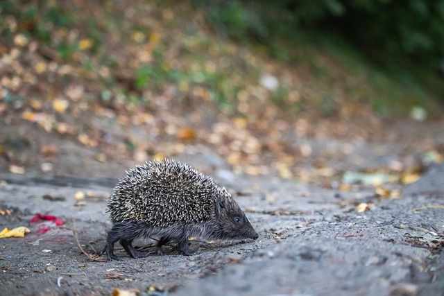 联盟顶尖 联盟顶尖